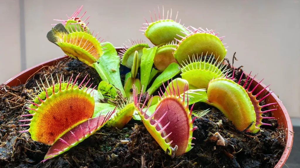 Carnivorous Houseplants in Pot