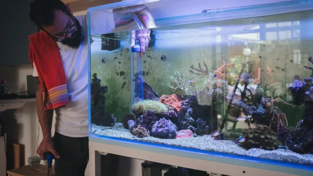 Clean Aquarium Fish Tank