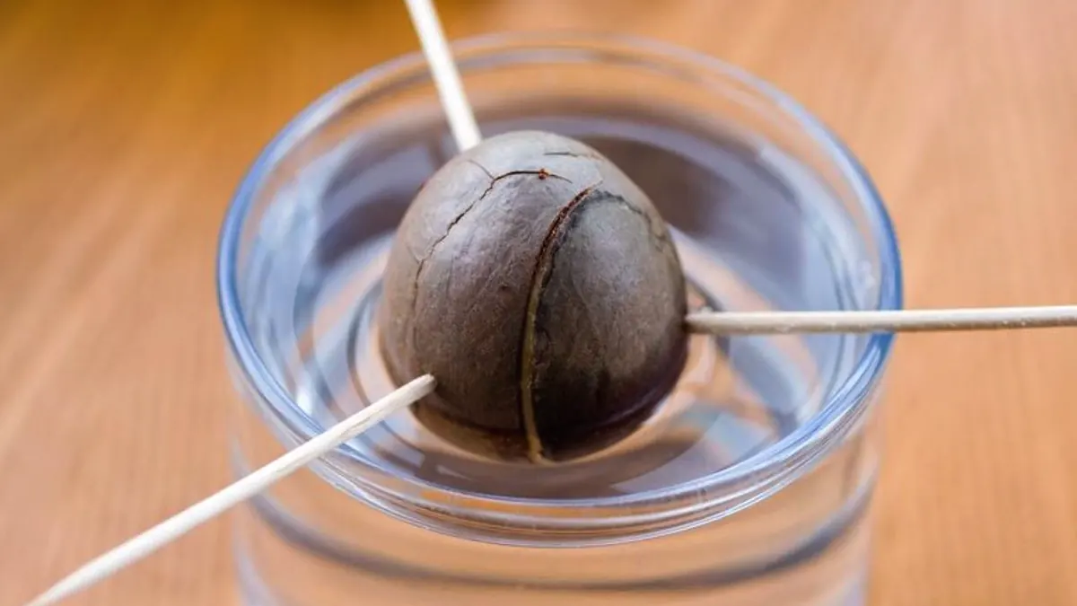Grow an Avocado Tree from Seed