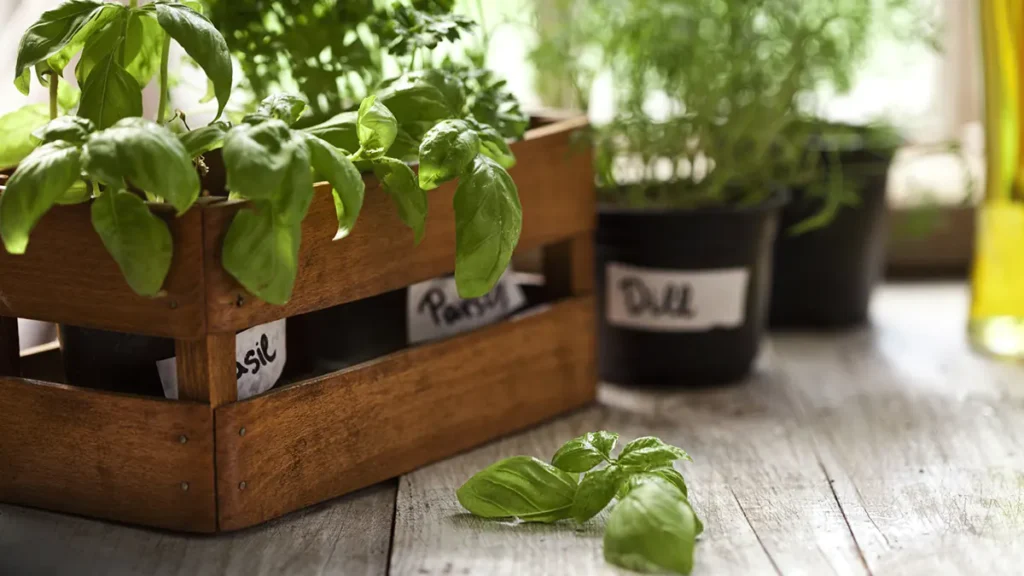 Growing Herbs Indoors