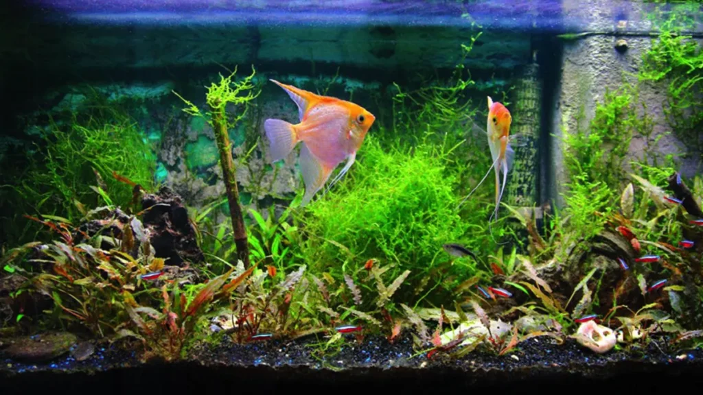 Setup Freshwater Aquarium Fish Tank