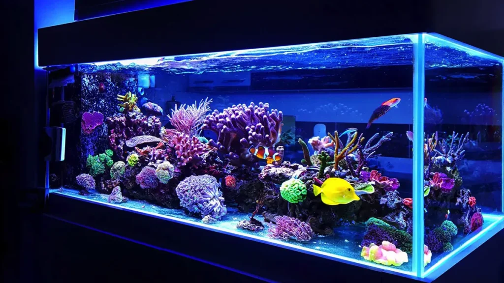 Setup Saltwater Aquarium Fish Tank